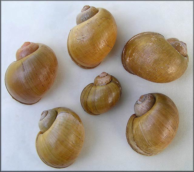             Pomacea insularum  .  (Photo: © B. Frank,   Jacksonville)   