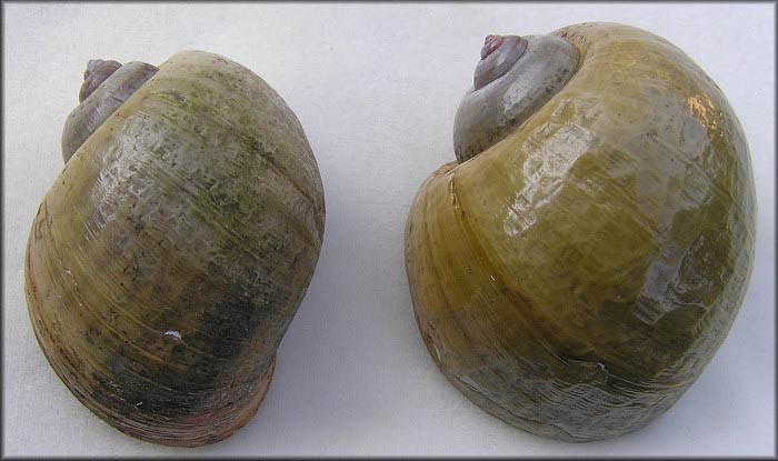             Pomacea insularum  .  (Photo: © B. Frank,   Jacksonville)   