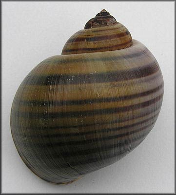             Pomacea lineata  .  (Photo: © B. Frank,   Jacksonville)   