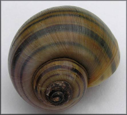             Pomacea lineata  .  (Photo: © B. Frank,   Jacksonville)   
