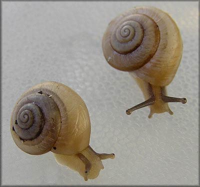             Praticolella griseola.  (Photo: © B. Frank,   Jacksonville)   