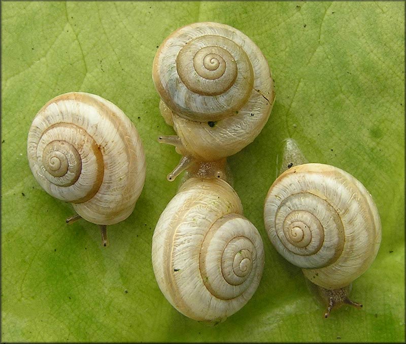             Praticolella griseola.  (Photo: © B. Frank,   Jacksonville)   