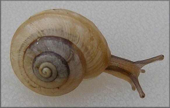             Praticolella griseola.  (Photo: © B. Frank,   Jacksonville)   