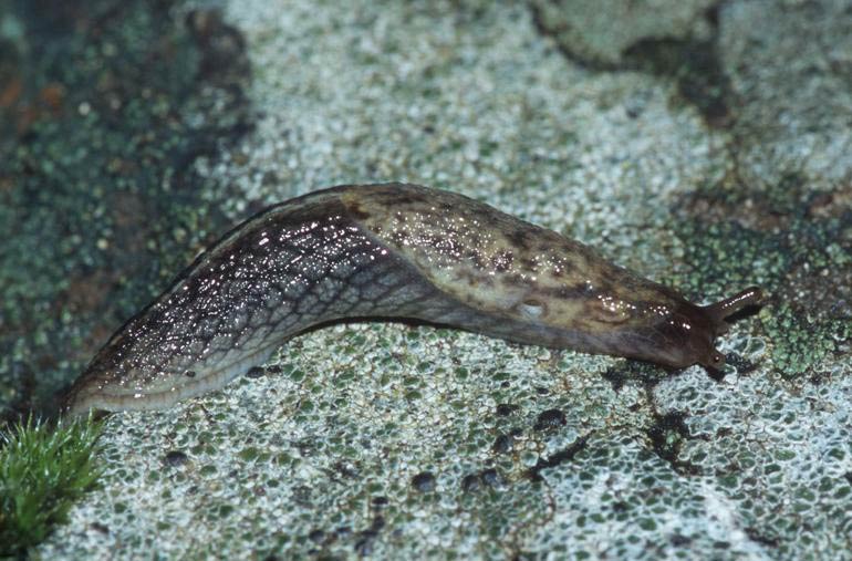             Prophysaon andersonii.  (Photo: © 2004 William   Leonard)   