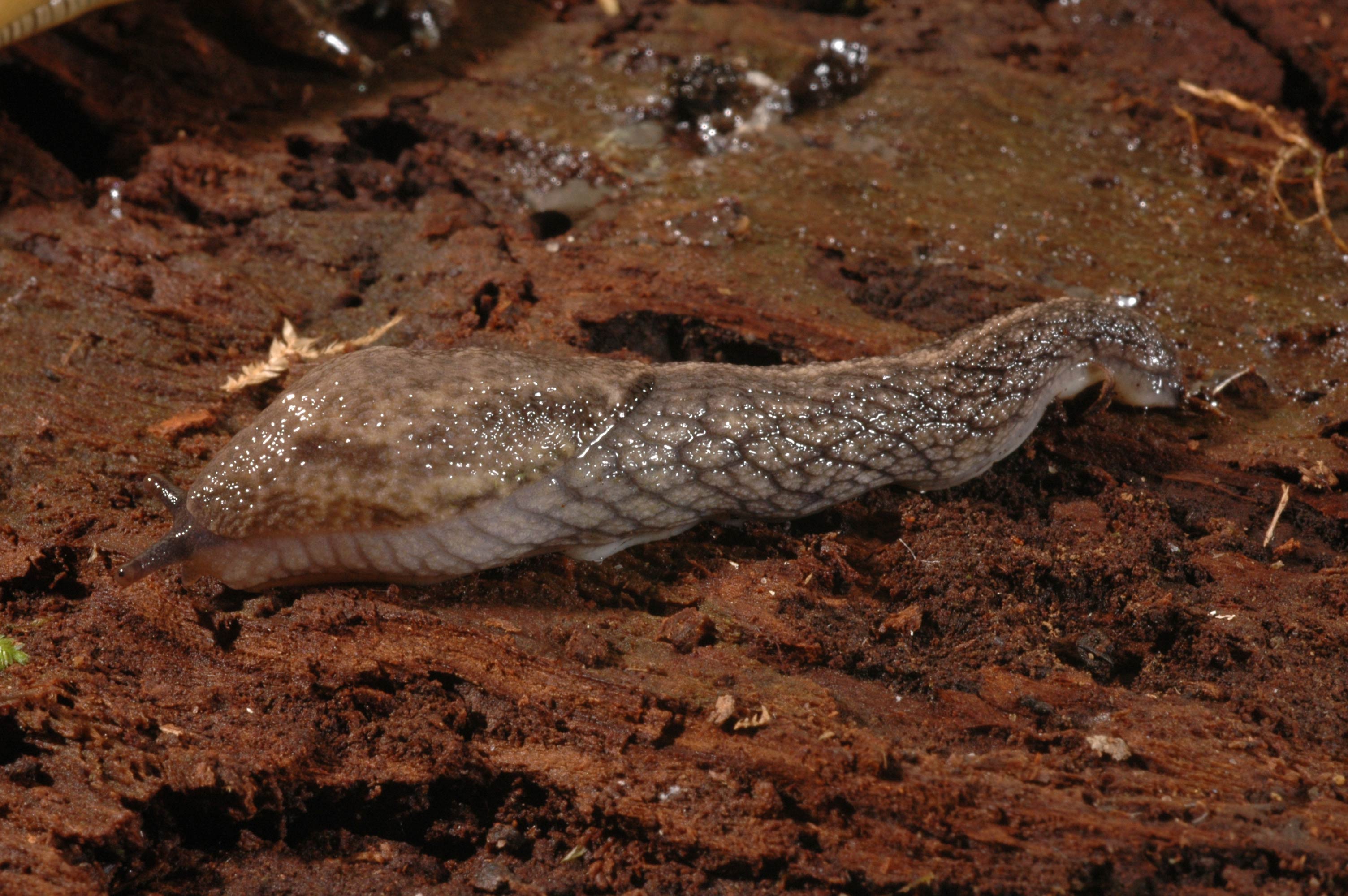             Prophysaon andersonii.  (Photo: © J. Slapcinsky, Florida Museum of   Natural History)   