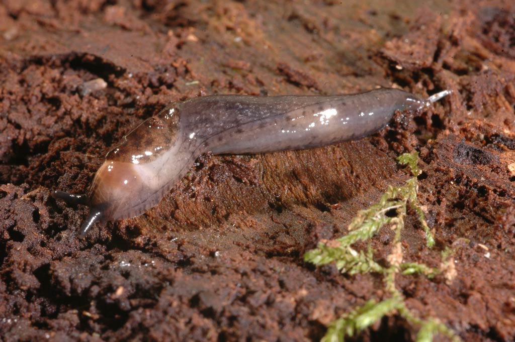             Prophysaon andersonii.  (Photo: © J. Slapcinsky, Florida Museum of   Natural History)   