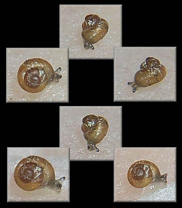             Pupisoma dioscoricola.  (Photo: © B. Frank,   Jacksonville)   
