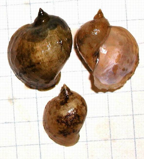             Radix auricularia.  (Photo: © L. Kolouch,  www.biolib.cz )    