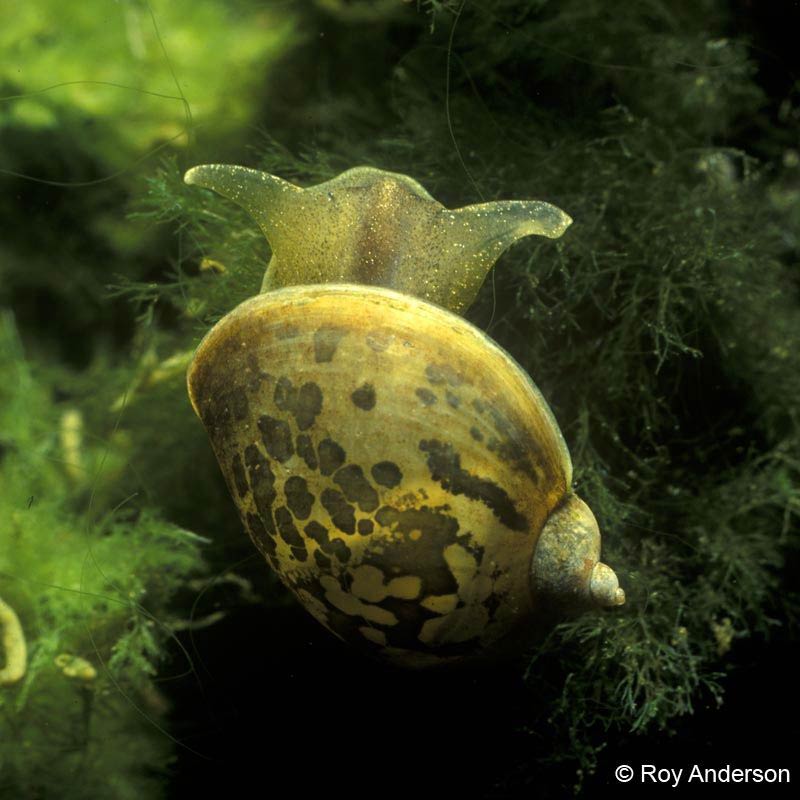             Radix auricularia.  (Photo: © Dr. Roy Anderson,   MolluscIreland)   