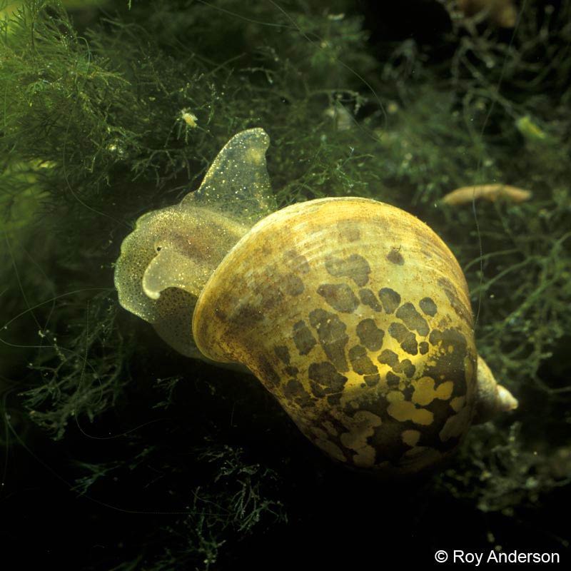             Radix auricularia.  (Photo: © Dr. Roy Anderson,   MolluscIreland)   