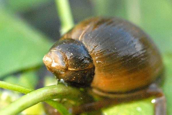             Radix peregra.  (Photo: © J.K. Lindsey, The Ecology of   Commanster)   