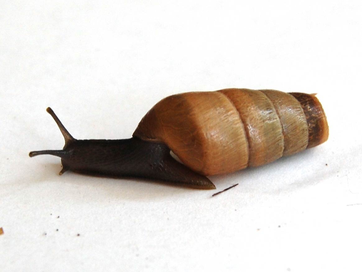            Rumina decollata.  (Photo: © T. Grasso, Wikipedia)   