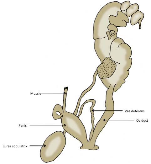             Succinea putris:  genitalia. (Photo: © J. White-McLean,   U.F.)   