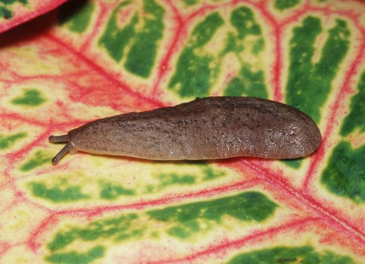             Sarasinula plebeia.  (Photo: © 2004 William   Leonard)   