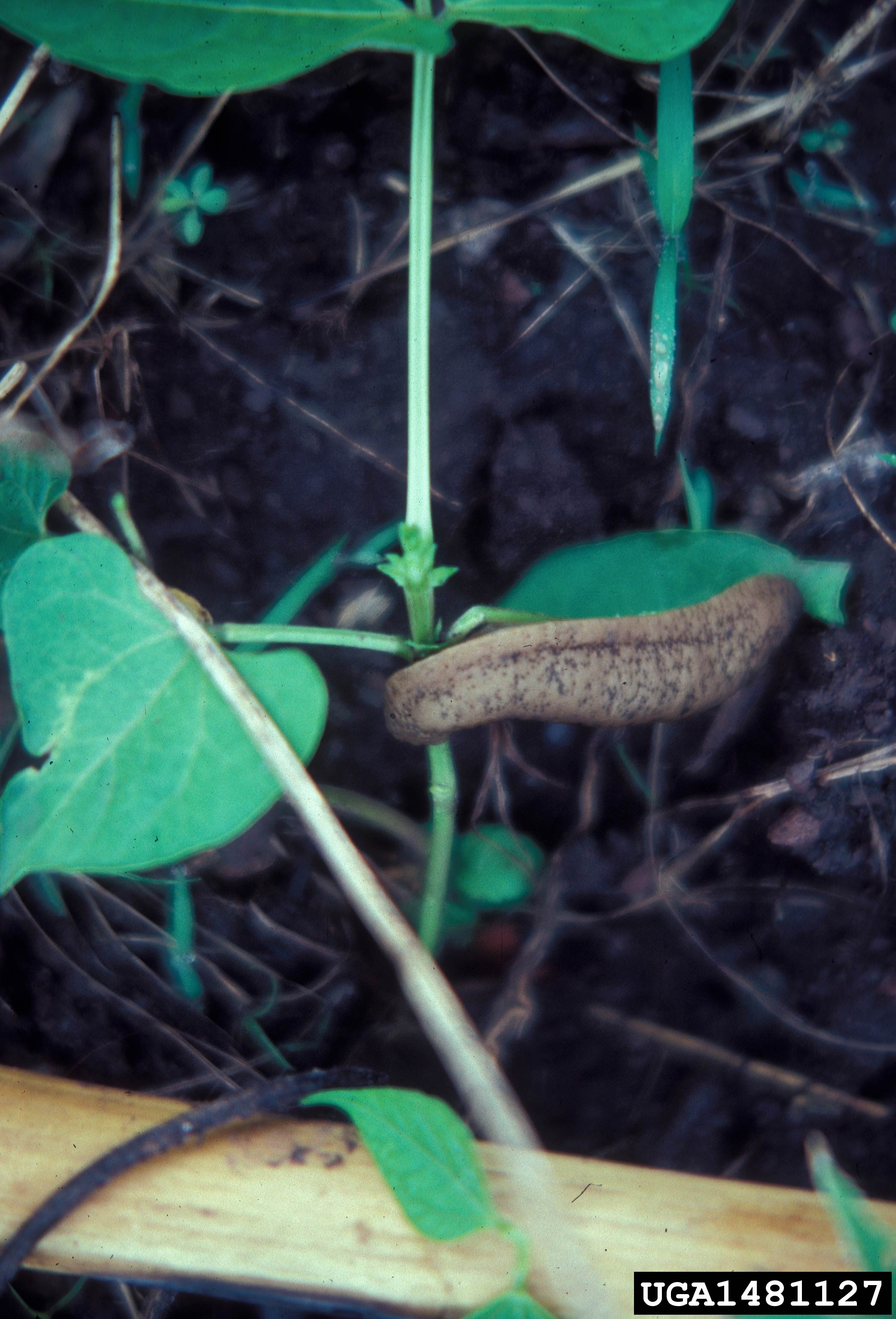            Sarasinula plebeia.  (Photo: © F. Peairs, Forestry   Images)   