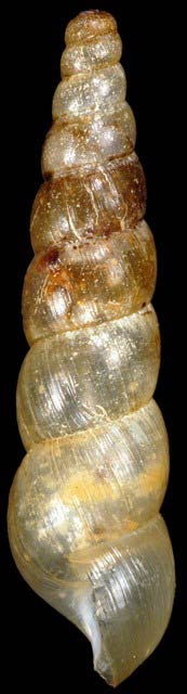             Subulina octona.  (Photo: © G. Rosenberg, Academy of Natural   Sciences)   