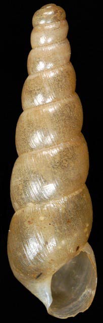             Subulina octona.  (Photo: © G. Rosenberg, Academy of Natural   Sciences)   