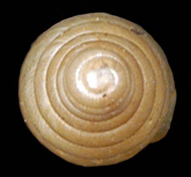             Subulina octona.  (Photo: © G. Rosenberg, Academy of Natural   Sciences)   