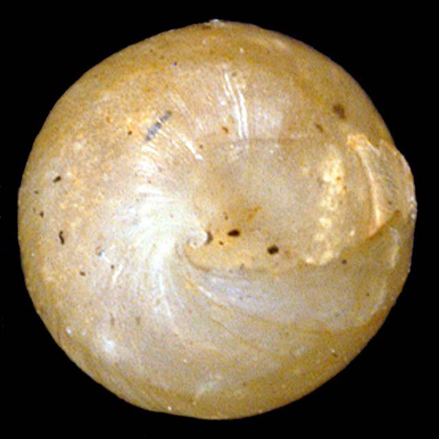             Subulina octona.  (Photo: © G. Rosenberg, Academy of Natural   Sciences)   
