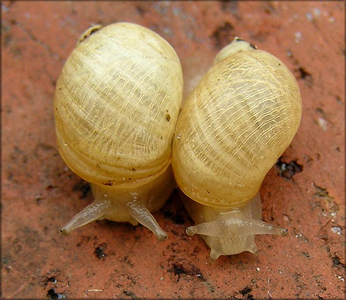             Succinea campestris.  (Photo: © B. Frank,   Jacksonville)   