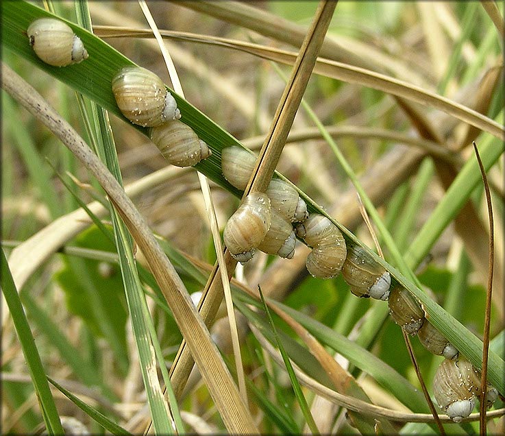             Succinea campestris.  (Photo: © B. Frank,   Jacksonville)   