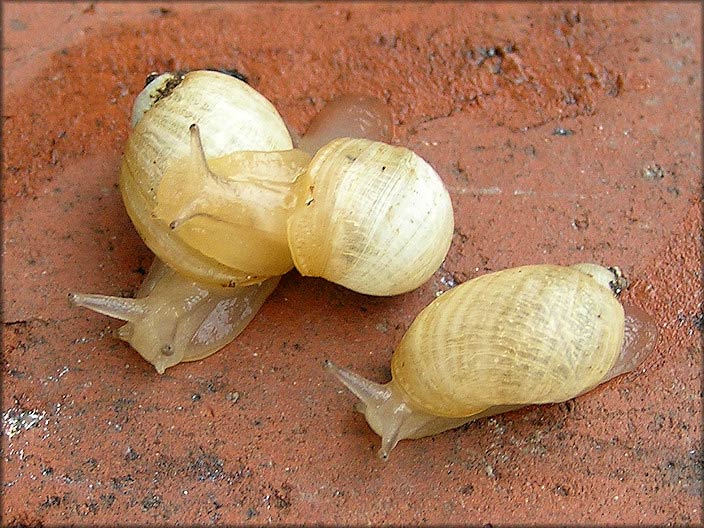             Succinea campestris.  (Photo: © B. Frank,   Jacksonville)   