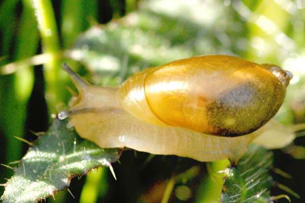             Succinea putris.  (Photo: © J.K. Lindsey, The Ecology of   Commanster)   