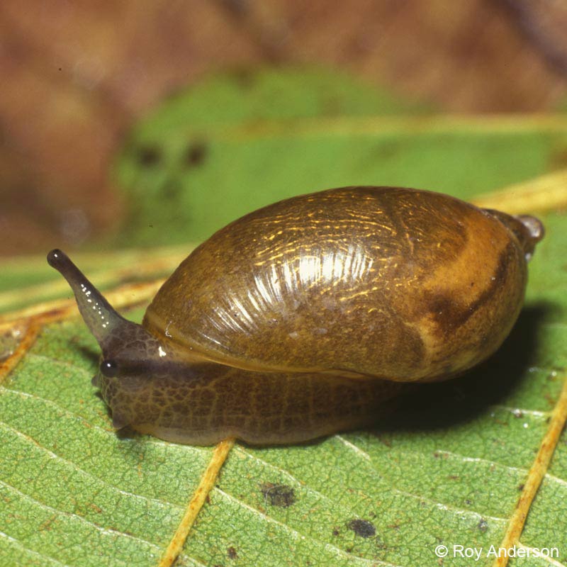             Succinea putris.  (Photo: © Dr. Roy Anderson,   MolluscIreland)   
