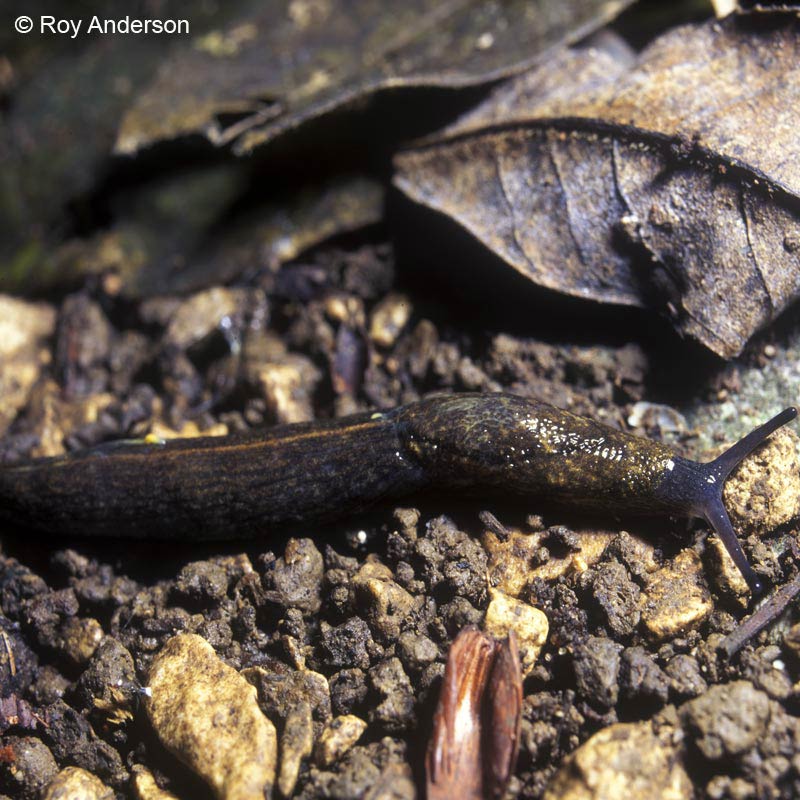             Tandonia budapestensis.  (Photo: © Dr. Roy Anderson,   MolluscIreland)   