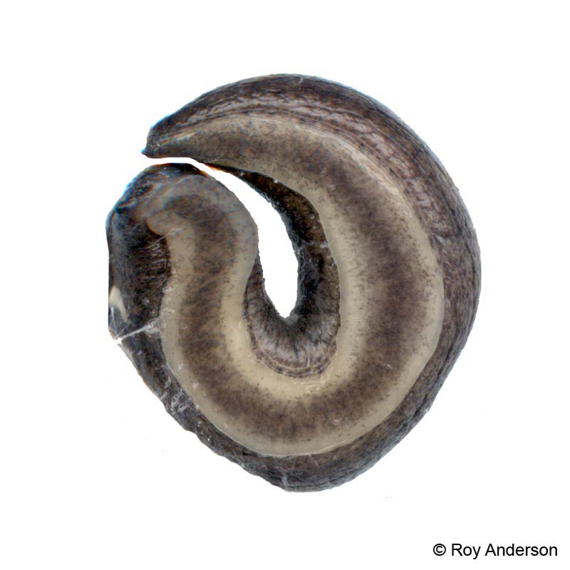             Tandonia budapestensis.  (Photo: © Dr. Roy Anderson,   MolluscIreland)   