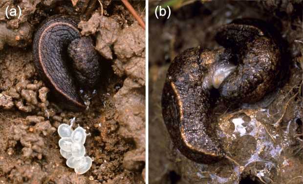             Tandonia budapestensis.  (Photo: © D. Robinson,   USDA-APHIS-PPQ)   