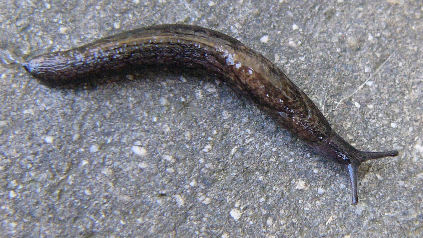             Tandonia budapestensis:  note horseshoe-shaped groove in   mantle .  (Photo: © M. Manas, Wikipedia)   