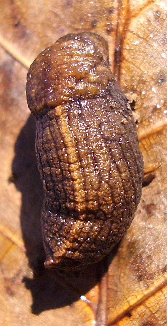             Tandonia budapestensis.  (Photo: © D. Georgiev,   Wikipedia)   