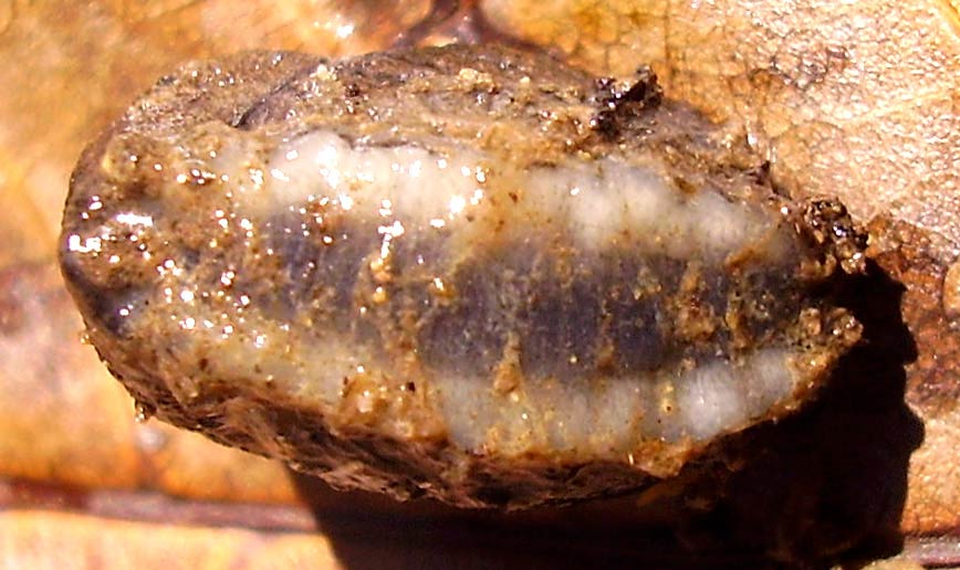             Tandonia budapestensis.  (Photo: © D. Georgiev,   Wikipedia)   