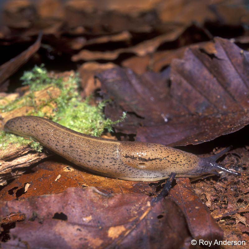             Tandonia rustica.  (Photo: © Dr. Roy Anderson,   MolluscIreland)   