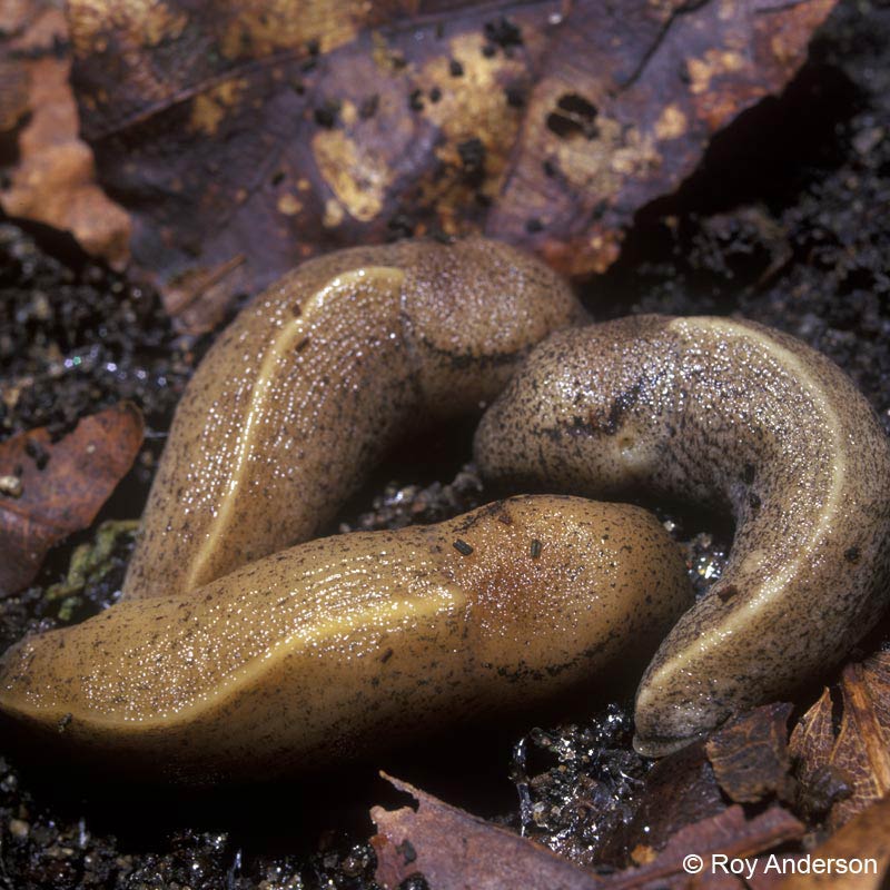             Tandonia rustica.  (Photo: © Dr. Roy Anderson,   MolluscIreland)   