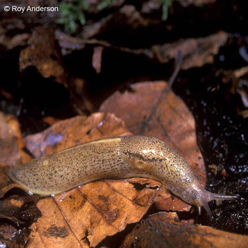             Tandonia rustica.  (Photo: © Dr. Roy Anderson,   MolluscIreland)   