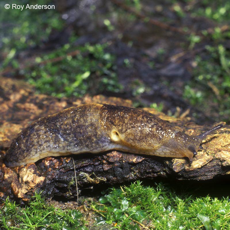             Tandonia sowerbyi.  (Photo: © Dr. Roy Anderson,   MolluscIreland)   
