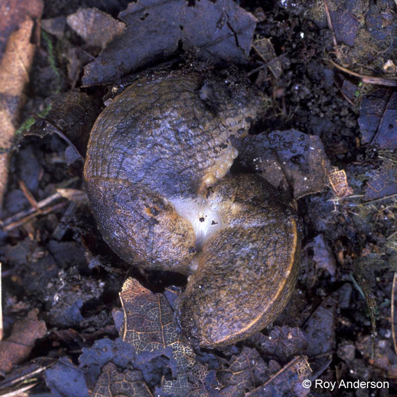             Tandonia sowerbyi.  (Photo: © Dr. Roy Anderson,   MolluscIreland)   