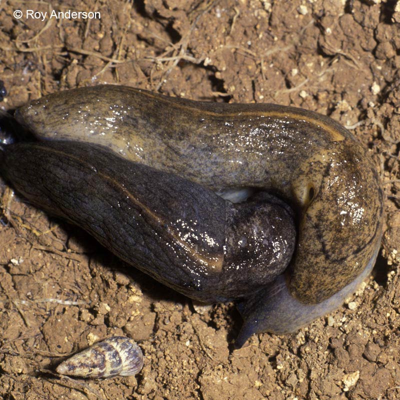             Tandonia sowerbyi.  (Photo: © Dr. Roy Anderson,   MolluscIreland)   