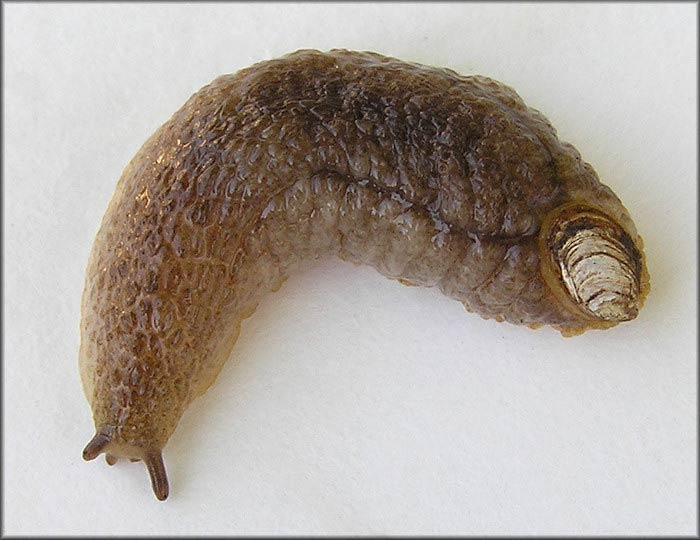             Testacella haliotidea.  (Photo: © R.H. Lee,   Jacksonville)   