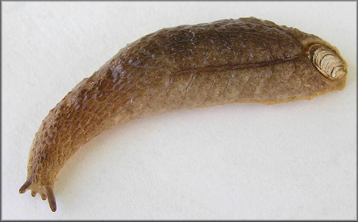             Testacella haliotidea.  (Photo: © R.H. Lee,   Jacksonville)   