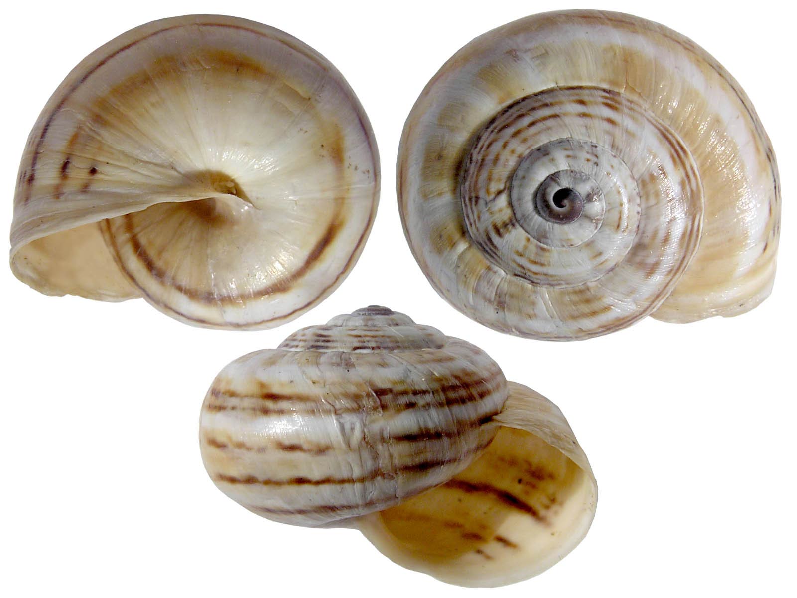             Theba pisana.  (Photo: © J. Novak,  www.biolib.cz )    