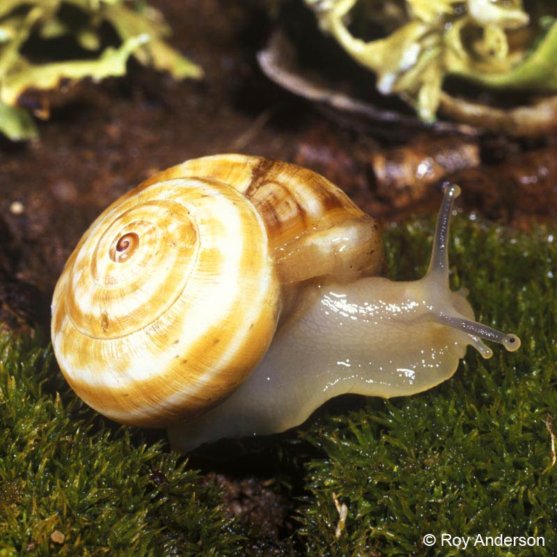             Theba pisana:  juvenile .  (Photo: © Dr. Roy Anderson,   MolluscIreland)   
