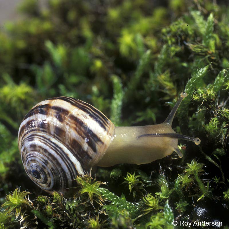             Theba pisana.  (Photo: © Dr. Roy Anderson,   MolluscIreland)   