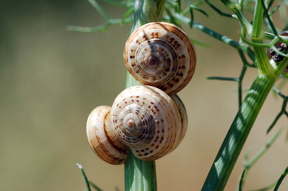             Theba pisana:  juveniles .  (Photo: © F. Geller-Grimm,   Wikipedia)   