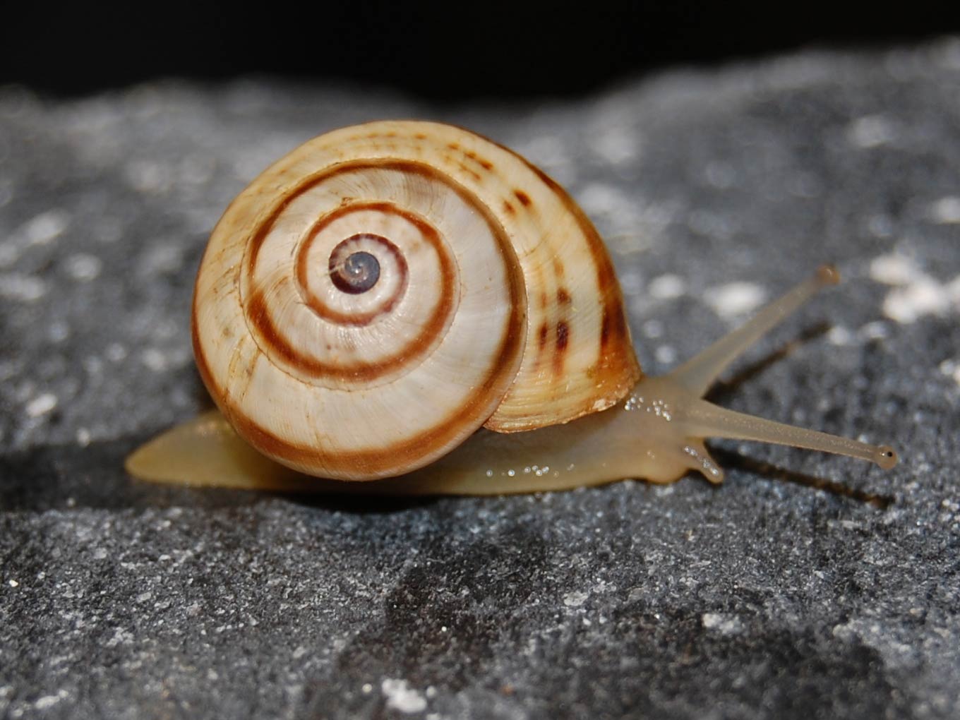             Theba pisana:  juvenile .  (Photo: © Grasso,   Wikipedia)   