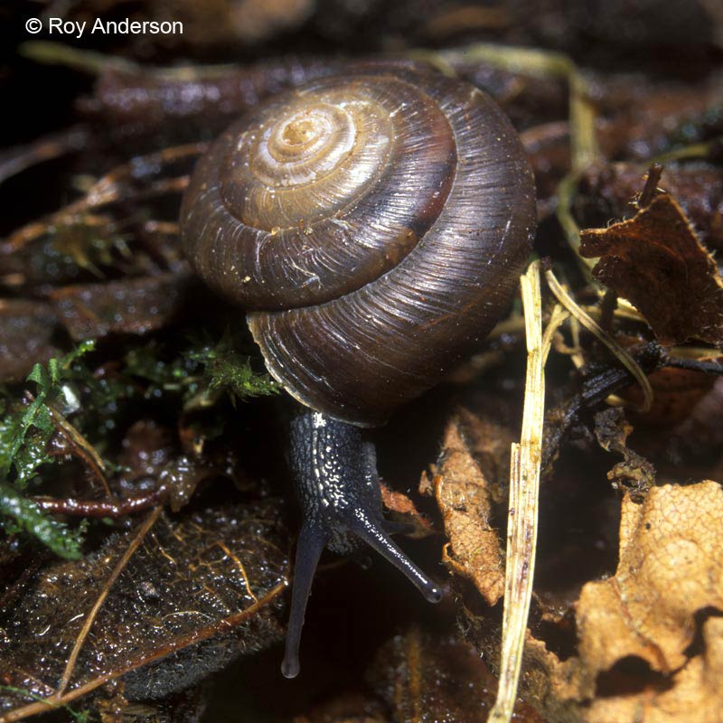             Trochulus striolatus.  (Photo: © Dr. Roy Anderson,   MolluscIreland)   