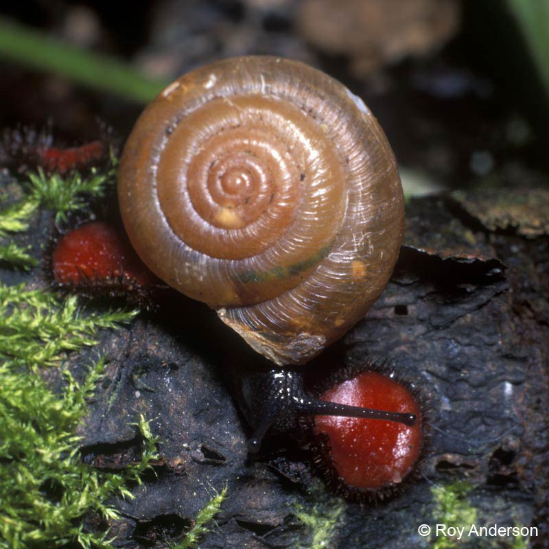            Trochulus striolatus.  (Photo: © Dr. Roy Anderson,   MolluscIreland)   
