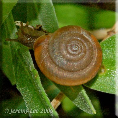             Trochulus striolatus.  (Photo: © Jeremy Lee, UK   Nature)   